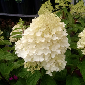 Hortensia paniculé Silver Dollar