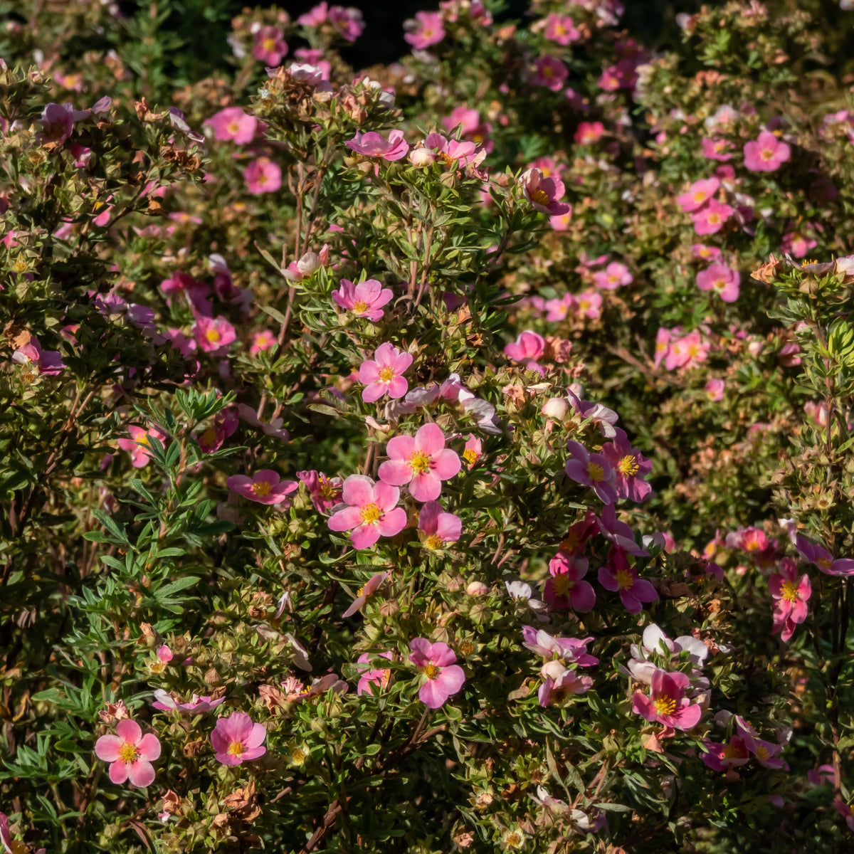 Potentille Bellissima