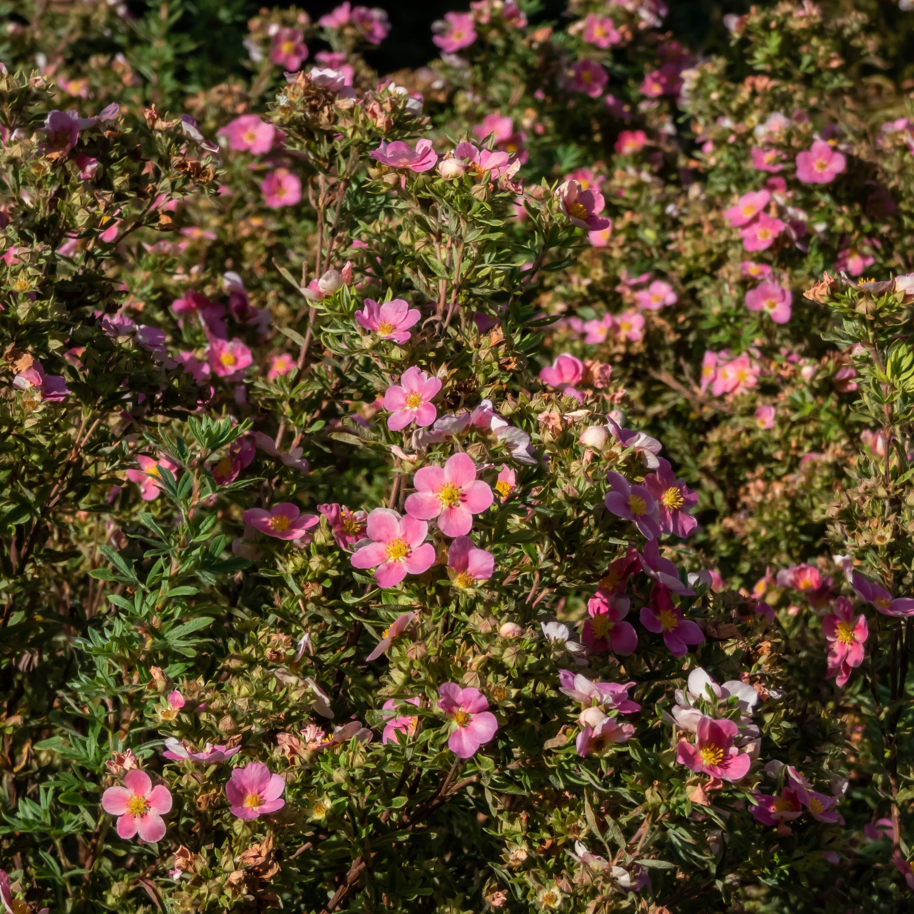 Potentille Bellissima