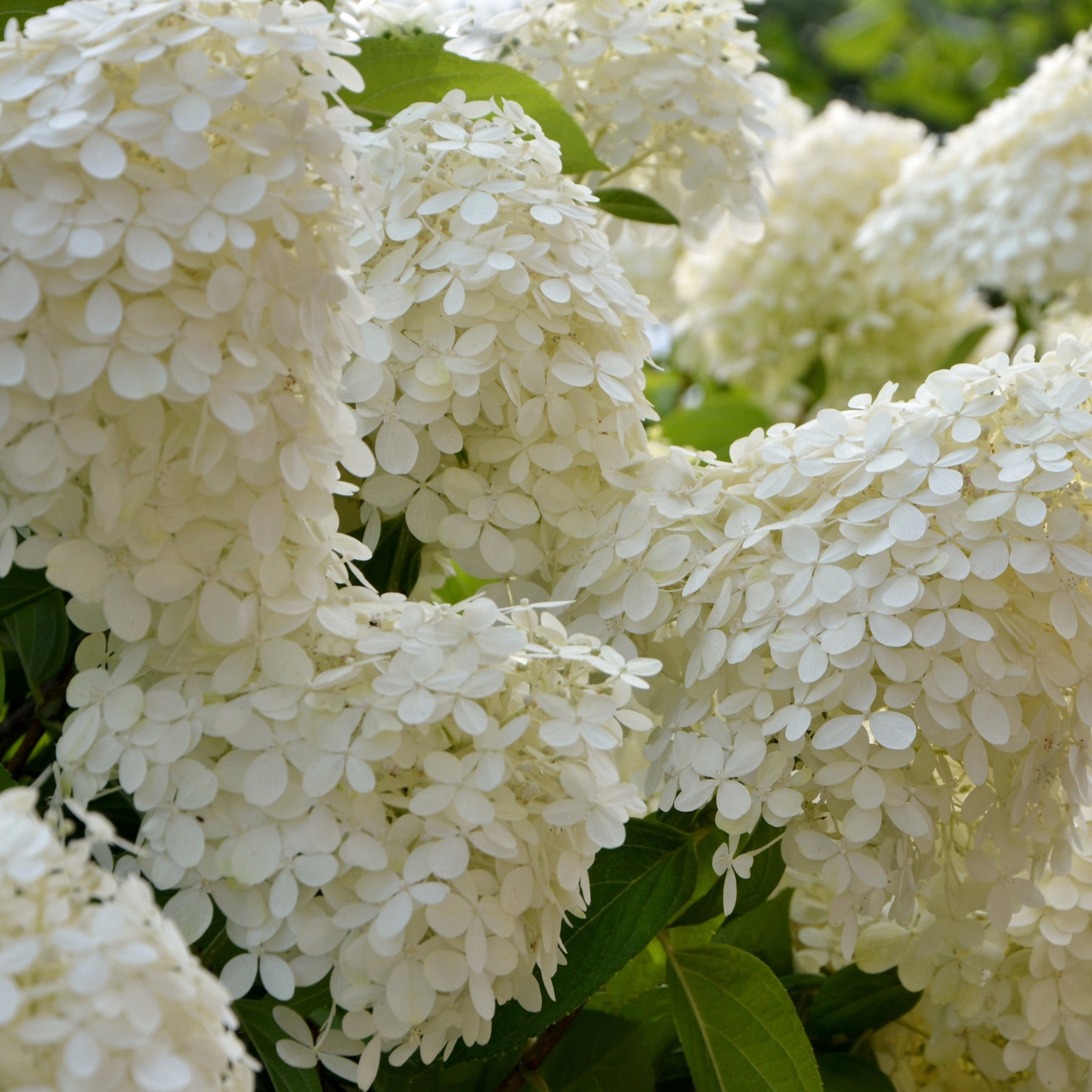 Hortensia paniculé Séléction