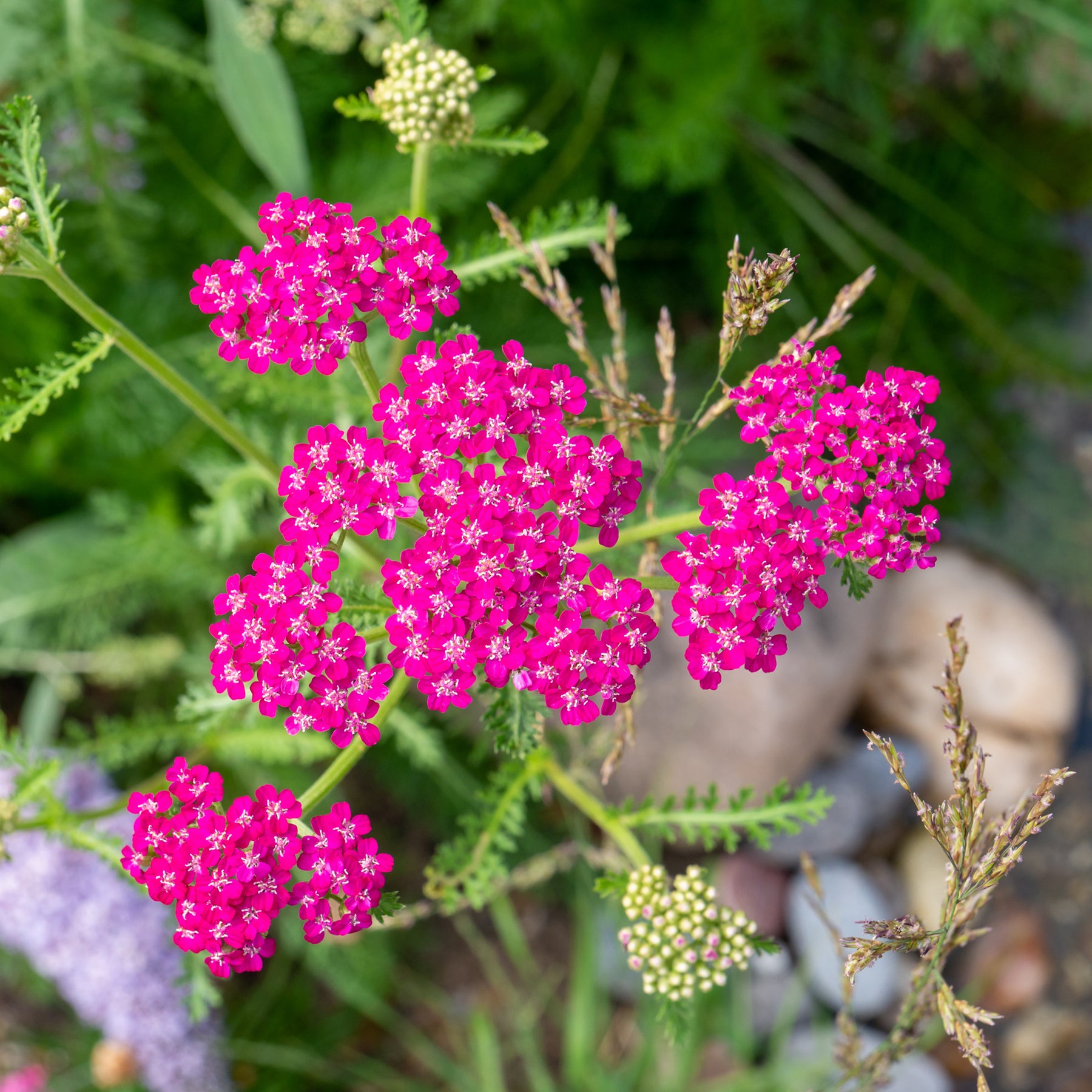 Vente 3 Achillées millefeuille Cerise Queen - Achillea millefolium Cerise Queen