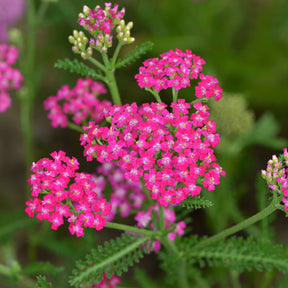 3 Achillées millefeuille Cerise Queen - Achillea millefolium Cerise Queen - Willemse