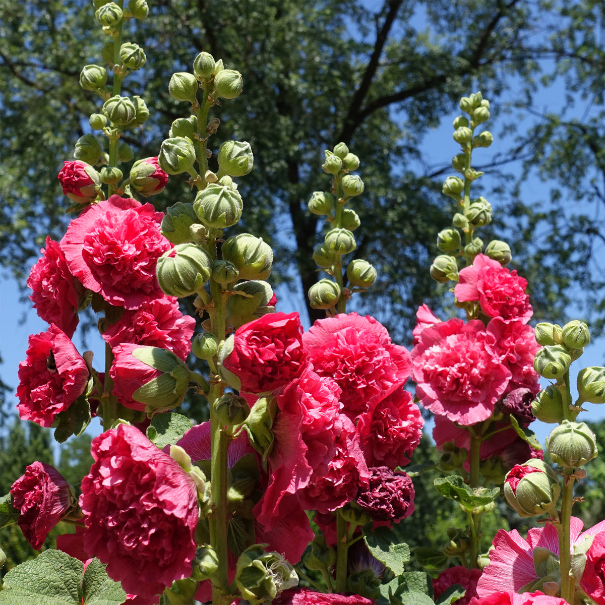 3 Roses trémière Chater's Double Rouge - Willemse