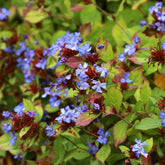 Cerastostigma - Dentelaire bleue - Ceratostigma plumbaginoides - Plantes