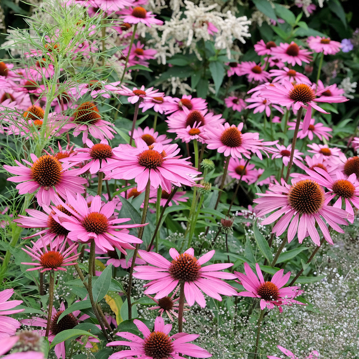 Rudbeckia pourpre Rubinstern - Echinacea