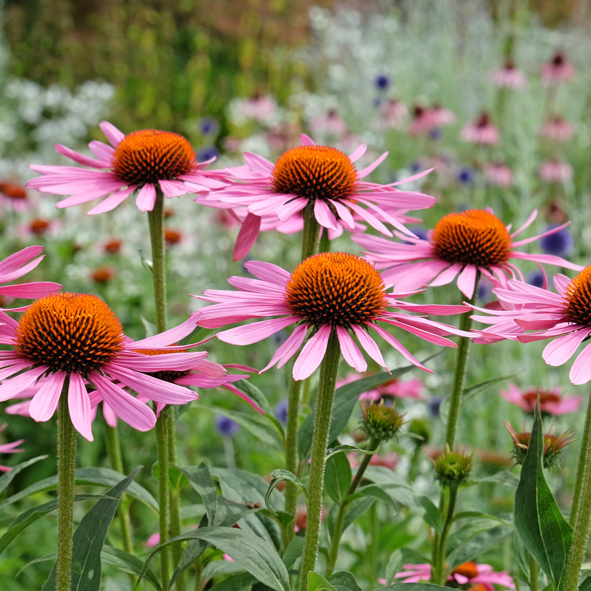 Rudbeckia pourpre Rubinstern - Echinacea