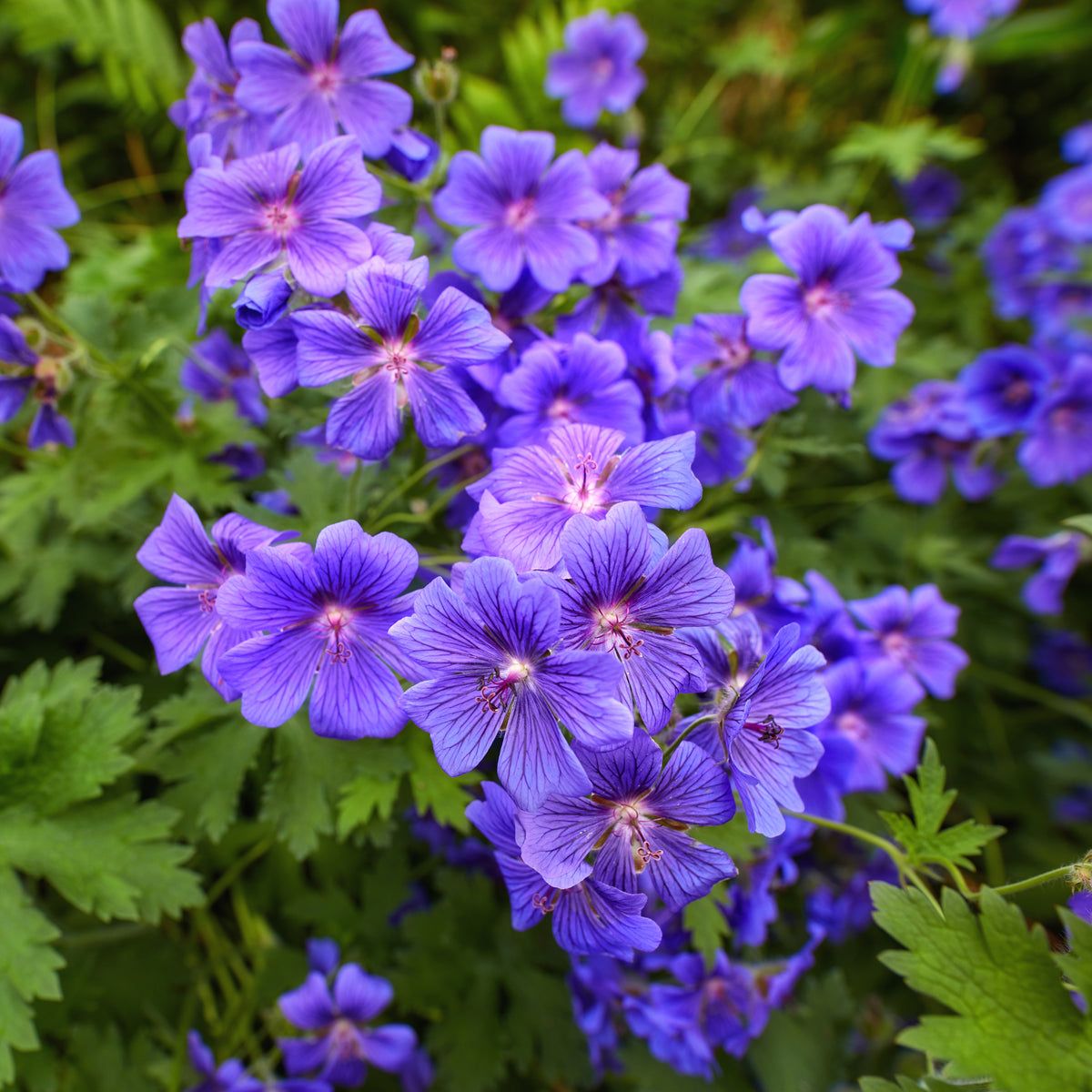 Géranium vivace ibérique