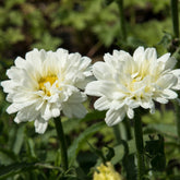 Marguerite d'été Victorian Secret ®