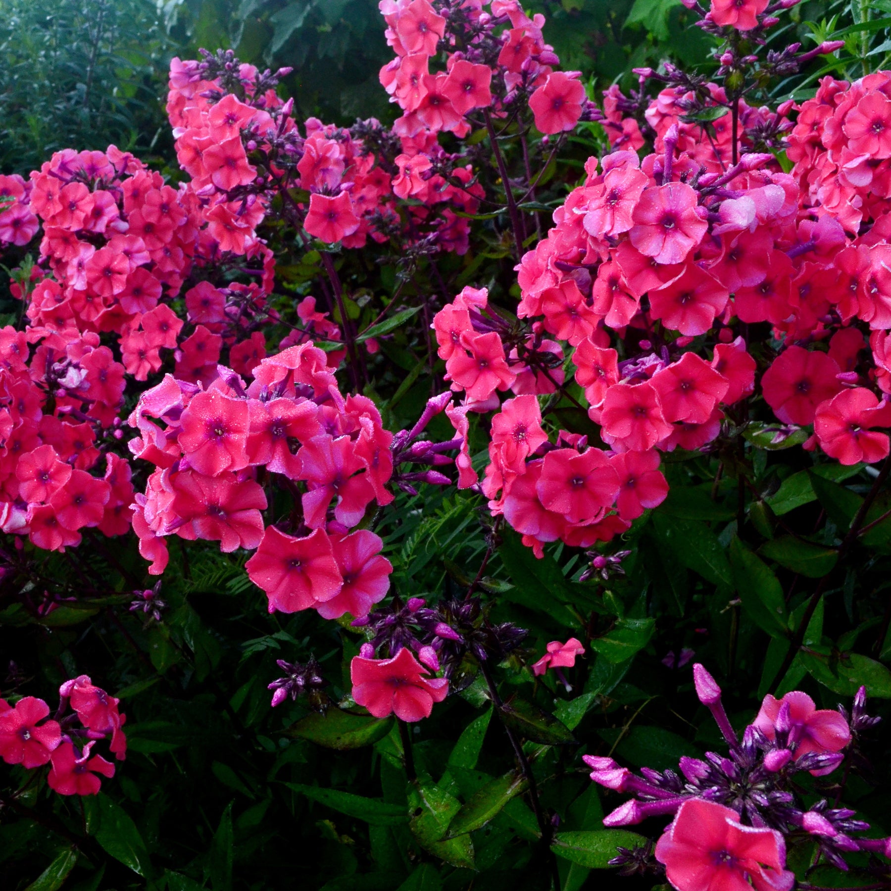 3 Phlox paniculé Starfire