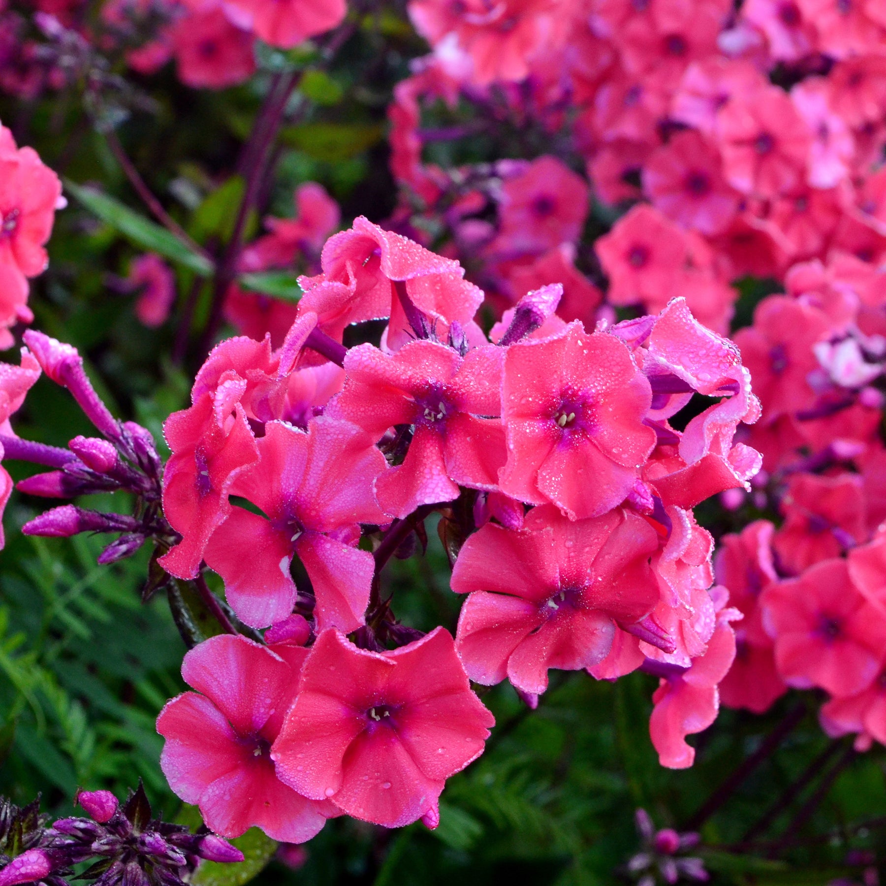 3 Phlox paniculé Starfire