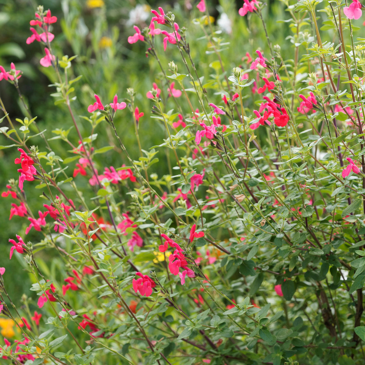 Salvia microphylla (grahamii)