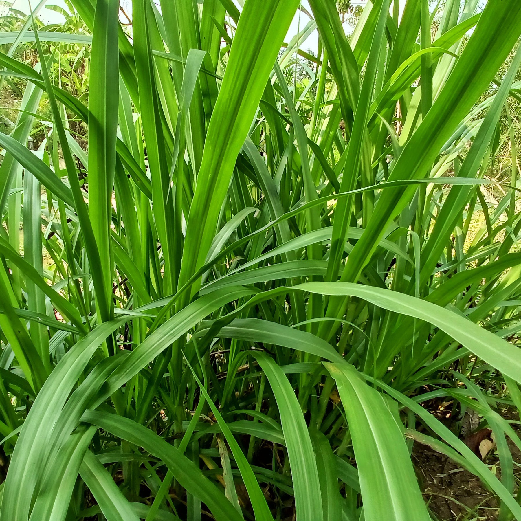 3 Laîches pendantes - Carex