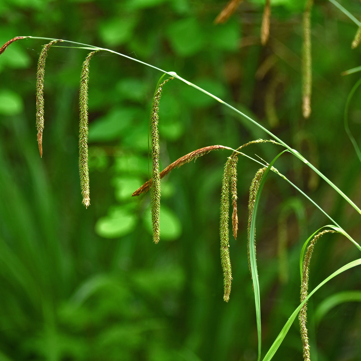 3 Laîches pendantes - Carex