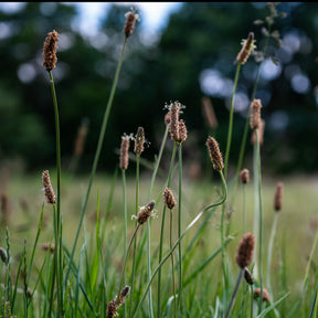 Eleocharis des marais - Eleocharis palustris - Plantes