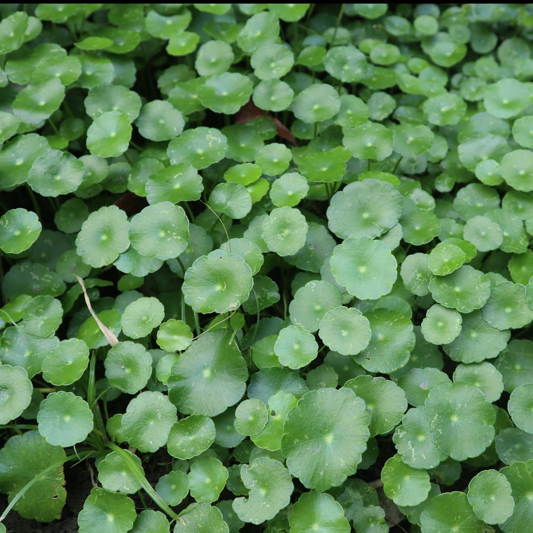 Ecuelle d'eau Herbe aux patagons - Willemse