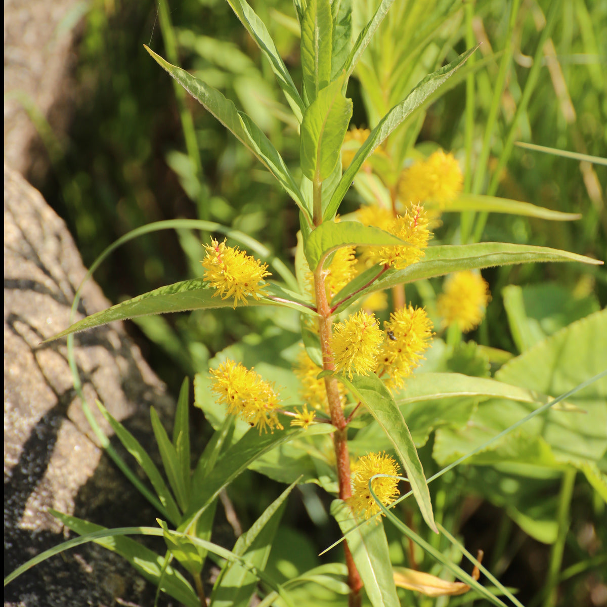 Lysimaque à fleurs en thyrse - Lysimachia thyrsiflora - Willemse