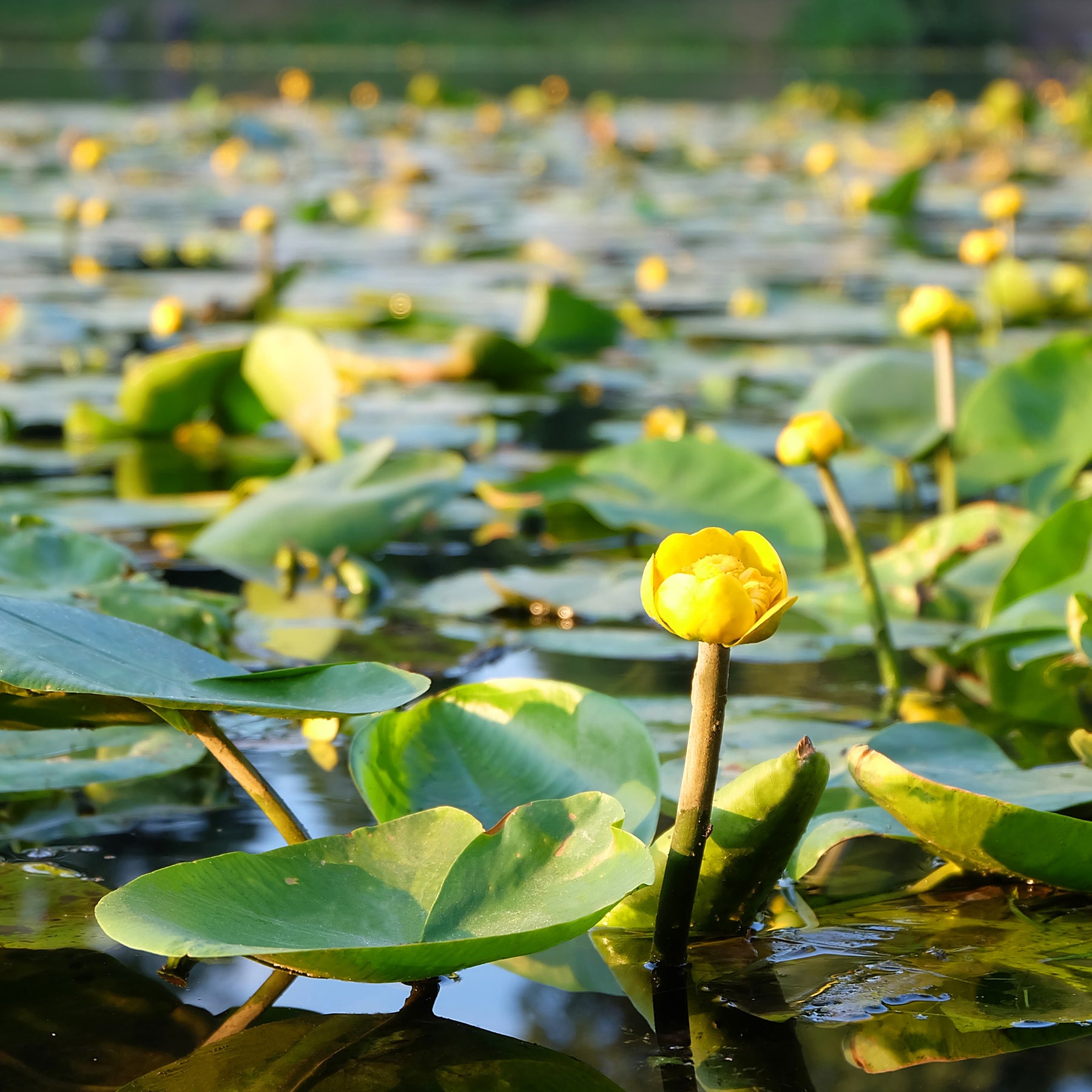 Nénuphar commun - Nuphar lutea - Nénuphars