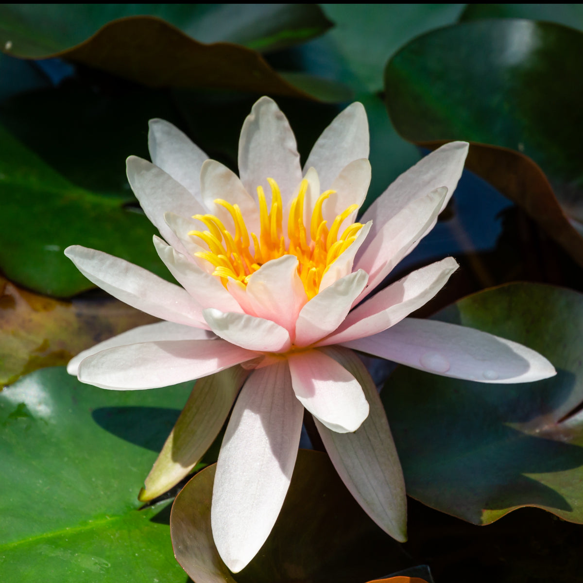 Nénuphar Marliacea Rosea - Willemse