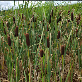 Massette de Laxmann - Typha laxmannii - Plantes