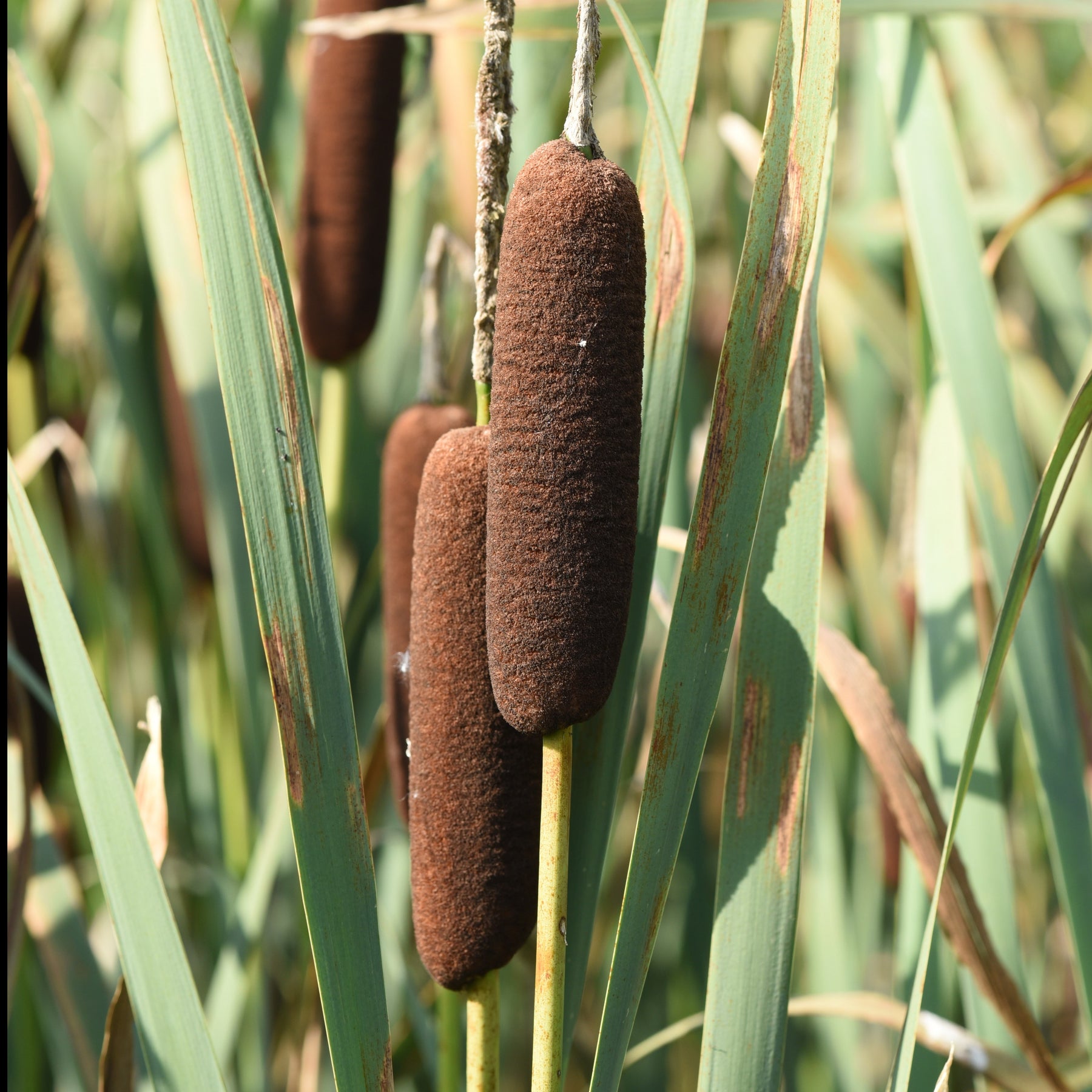 Massette de Laxmann - Typha laxmannii - Plantes aquatiques