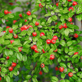 Cotoneaster suecicus Coral Beauty