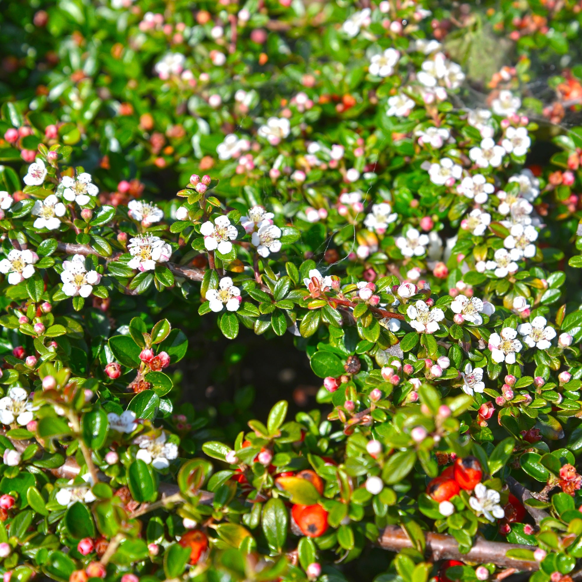 Cotoneaster de Dammer