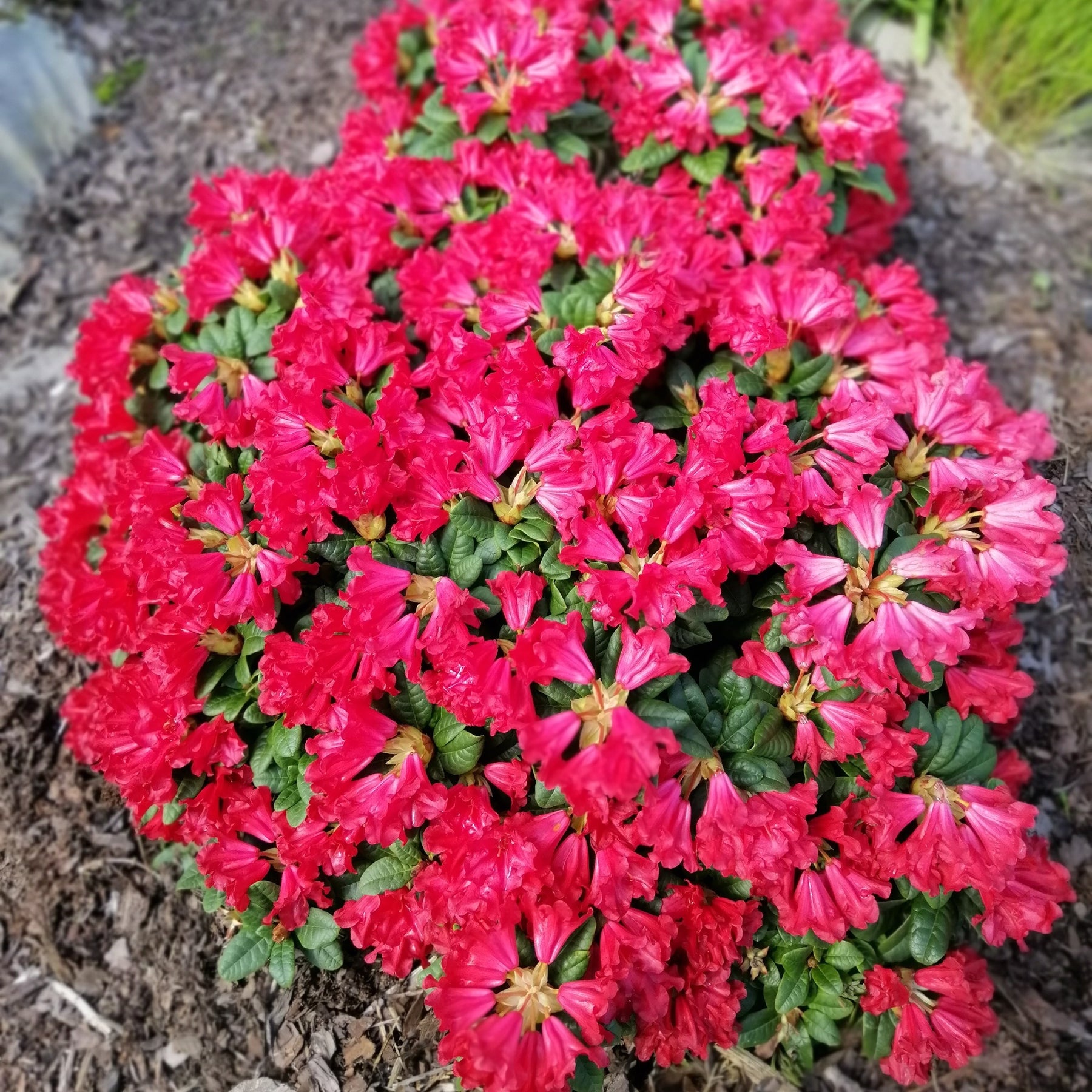 Rhododendron Scarlet Wonder