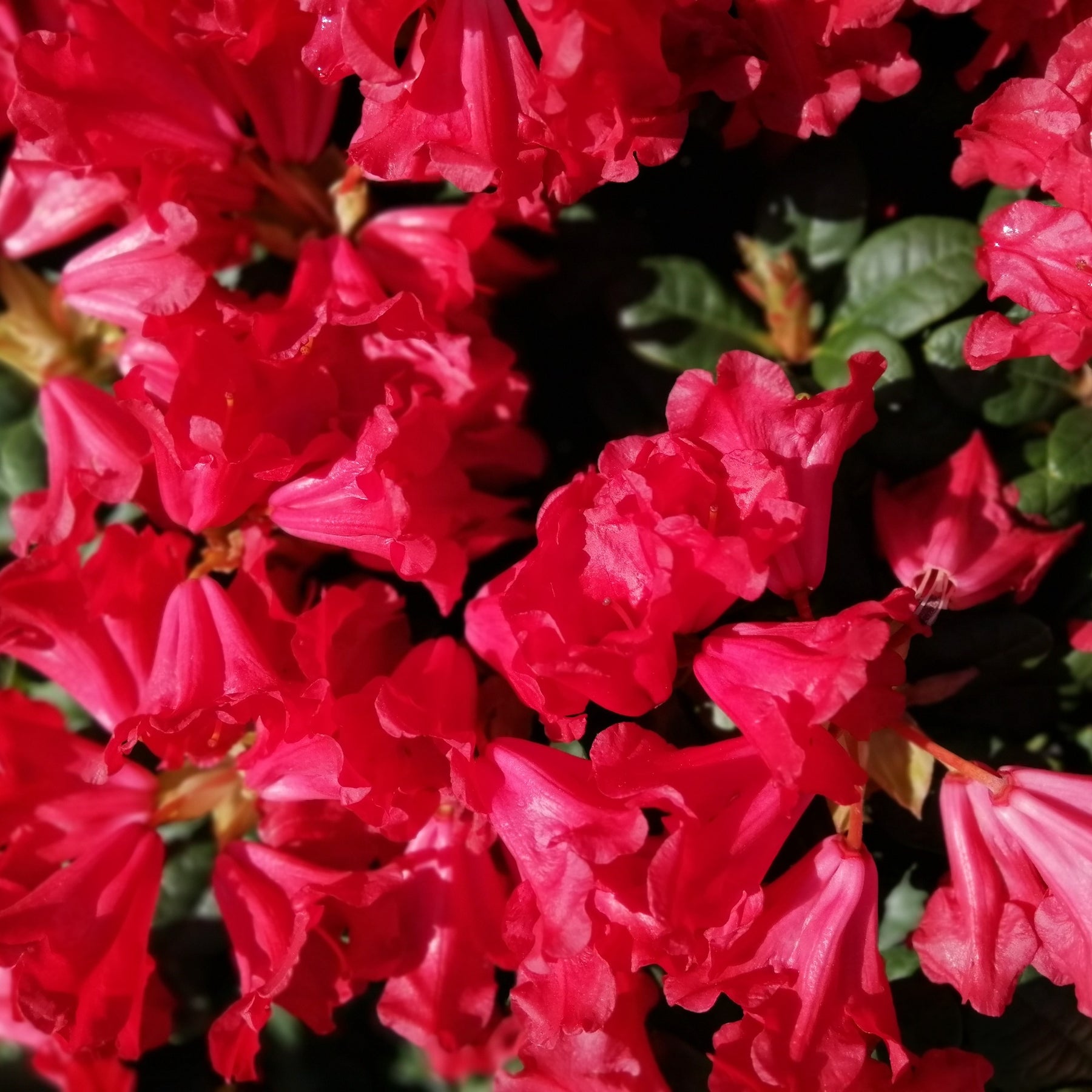 Rhododendron Scarlet Wonder