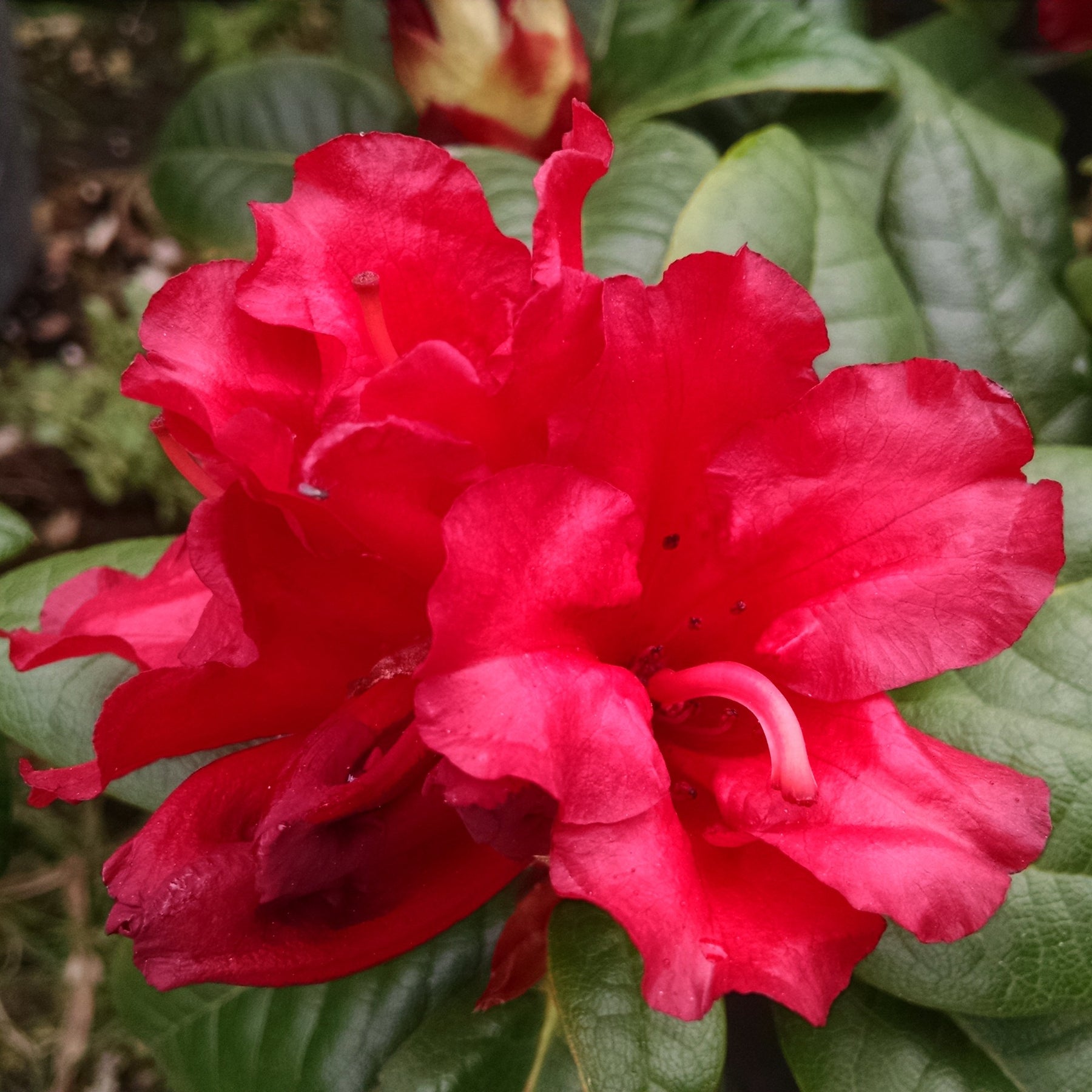 Rhododendron Scarlet Wonder