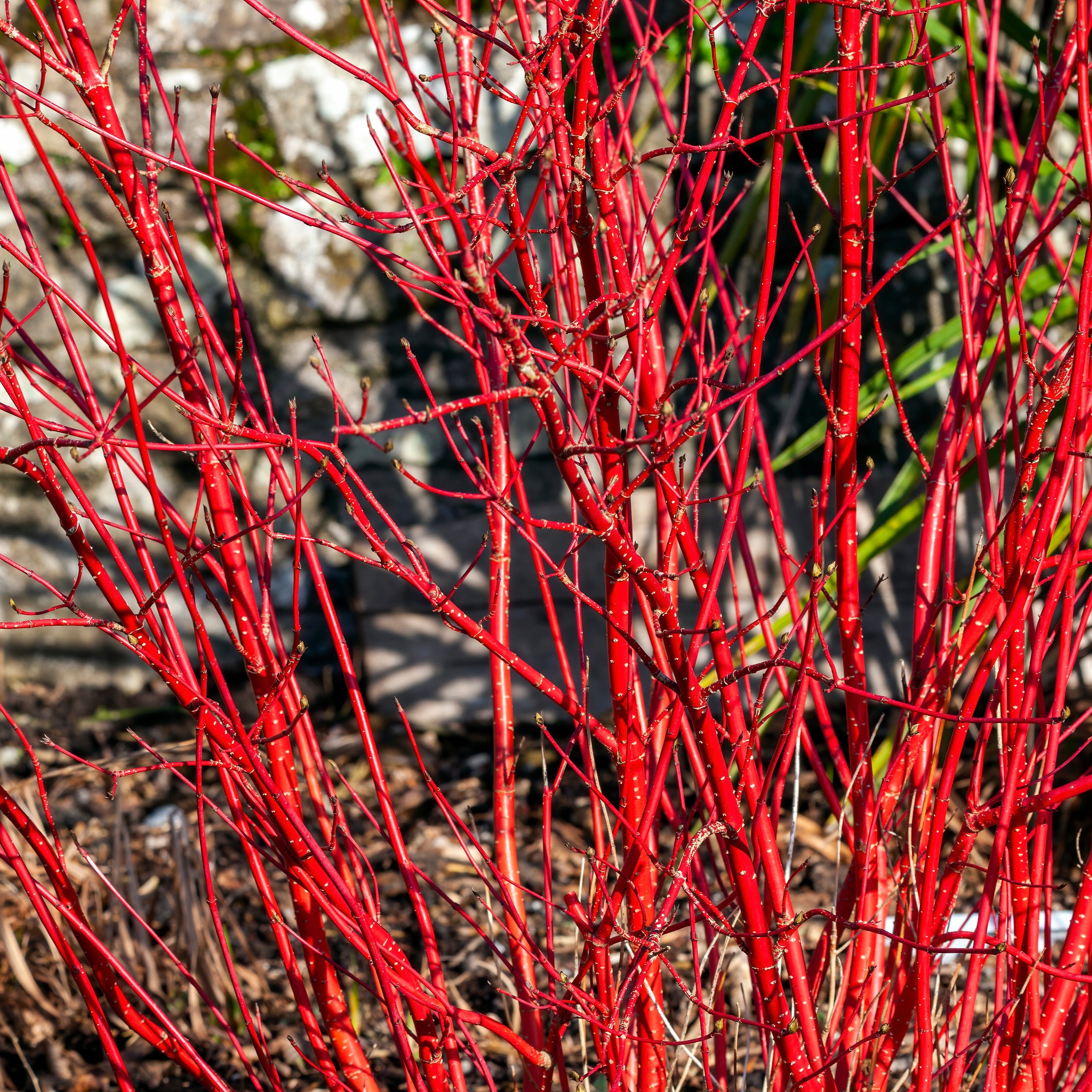 Cornouiller à bois rouge Sibirica