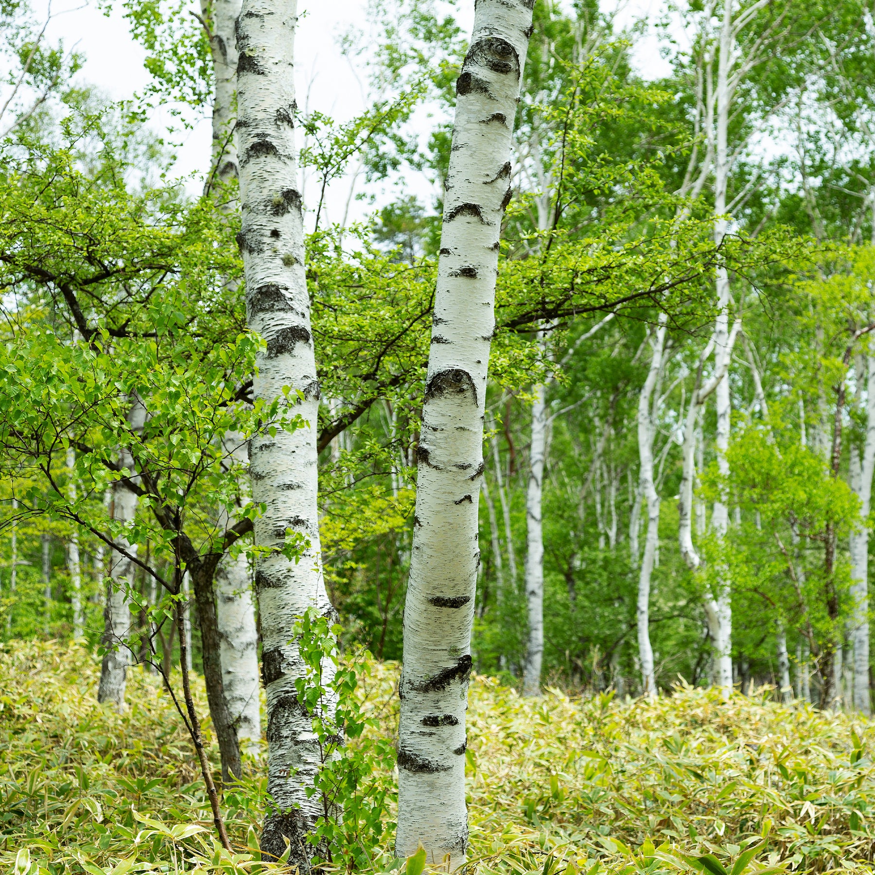 Bouleau commun - Betula pendula - Arbres