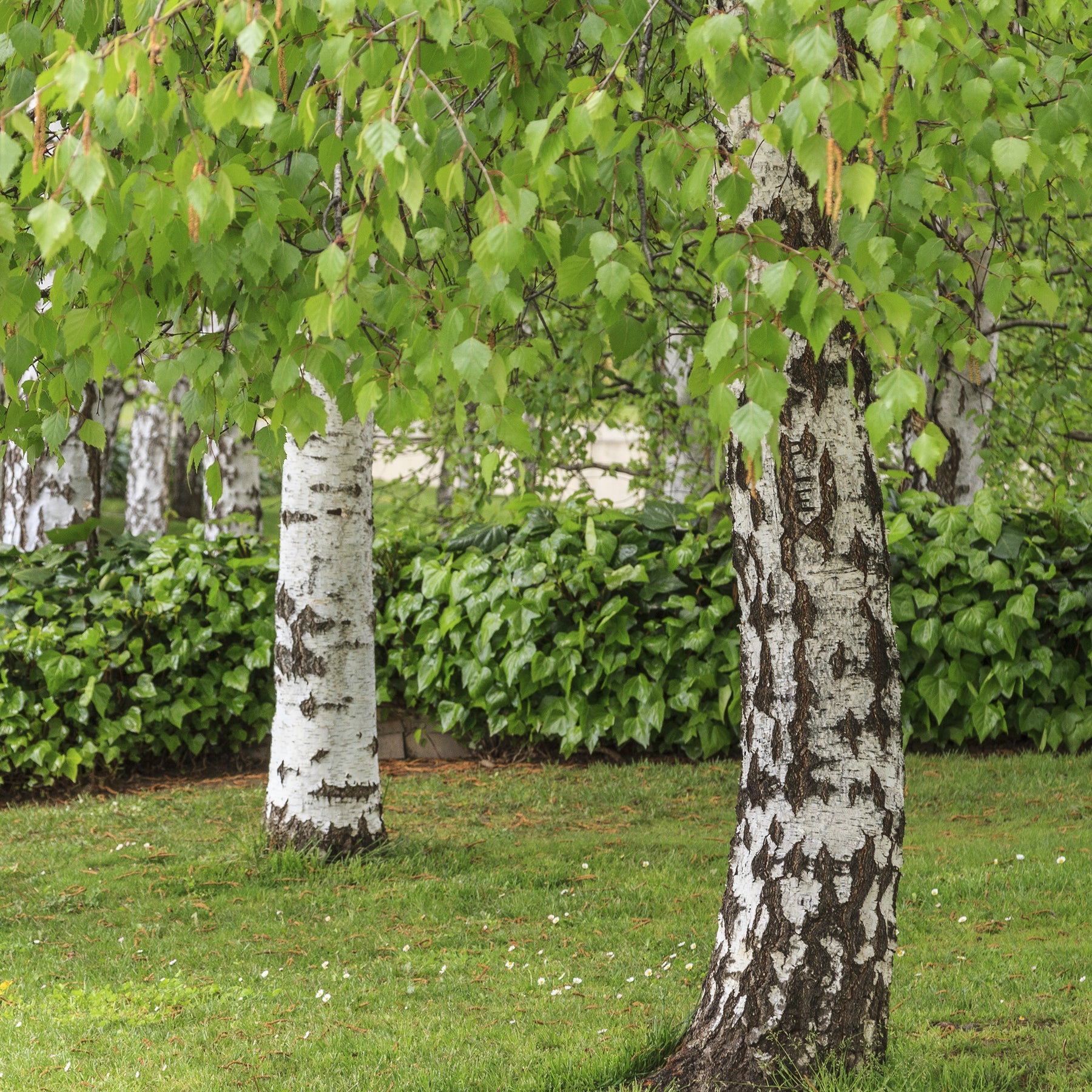 Bouleau commun - Betula pendula - Arbres