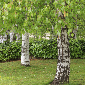 Bouleau commun - Betula pendula - Arbres