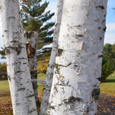 Bouleau commun - Betula pendula - Arbres