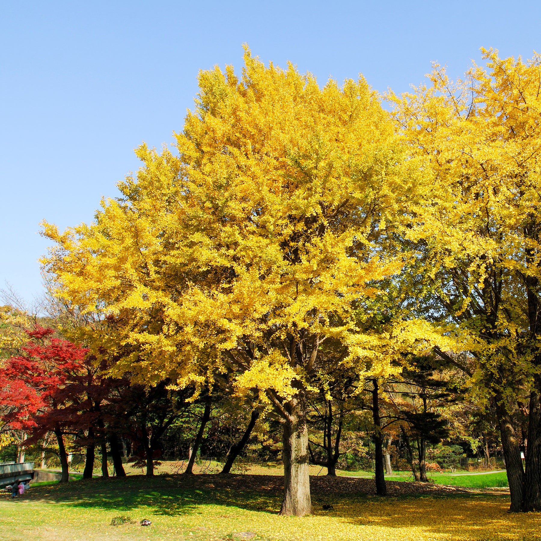 Arbre aux 40 écus - Ginkgo biloba