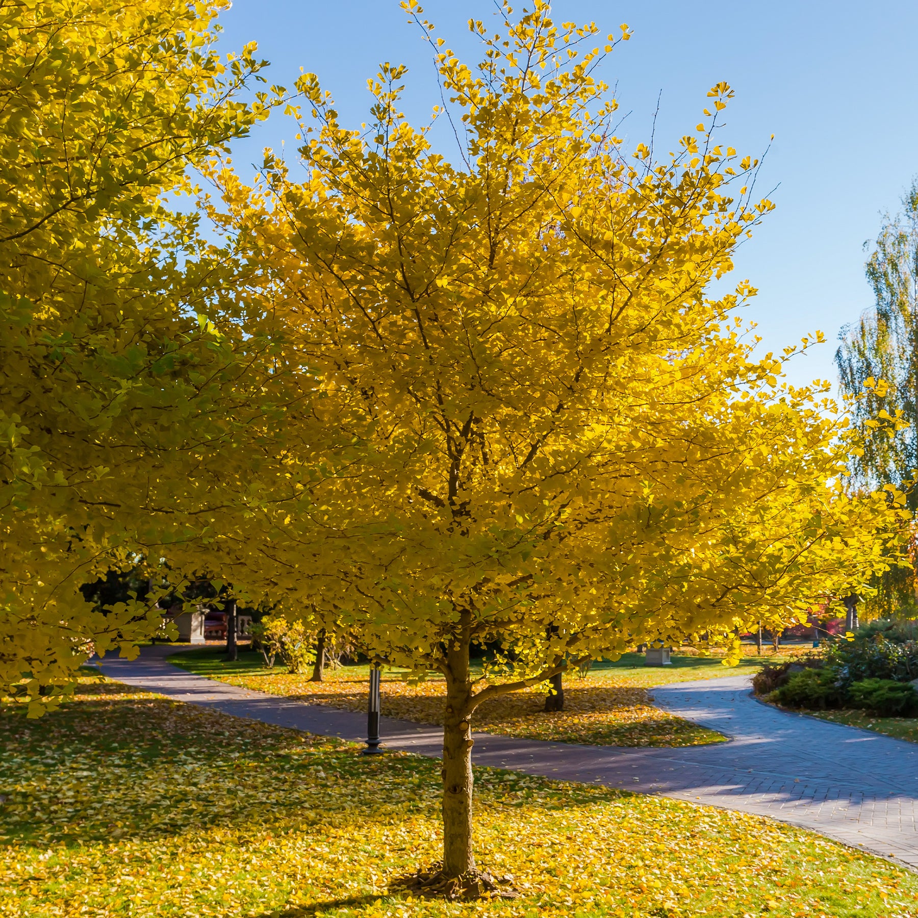 Arbre aux 40 écus - Ginkgo biloba