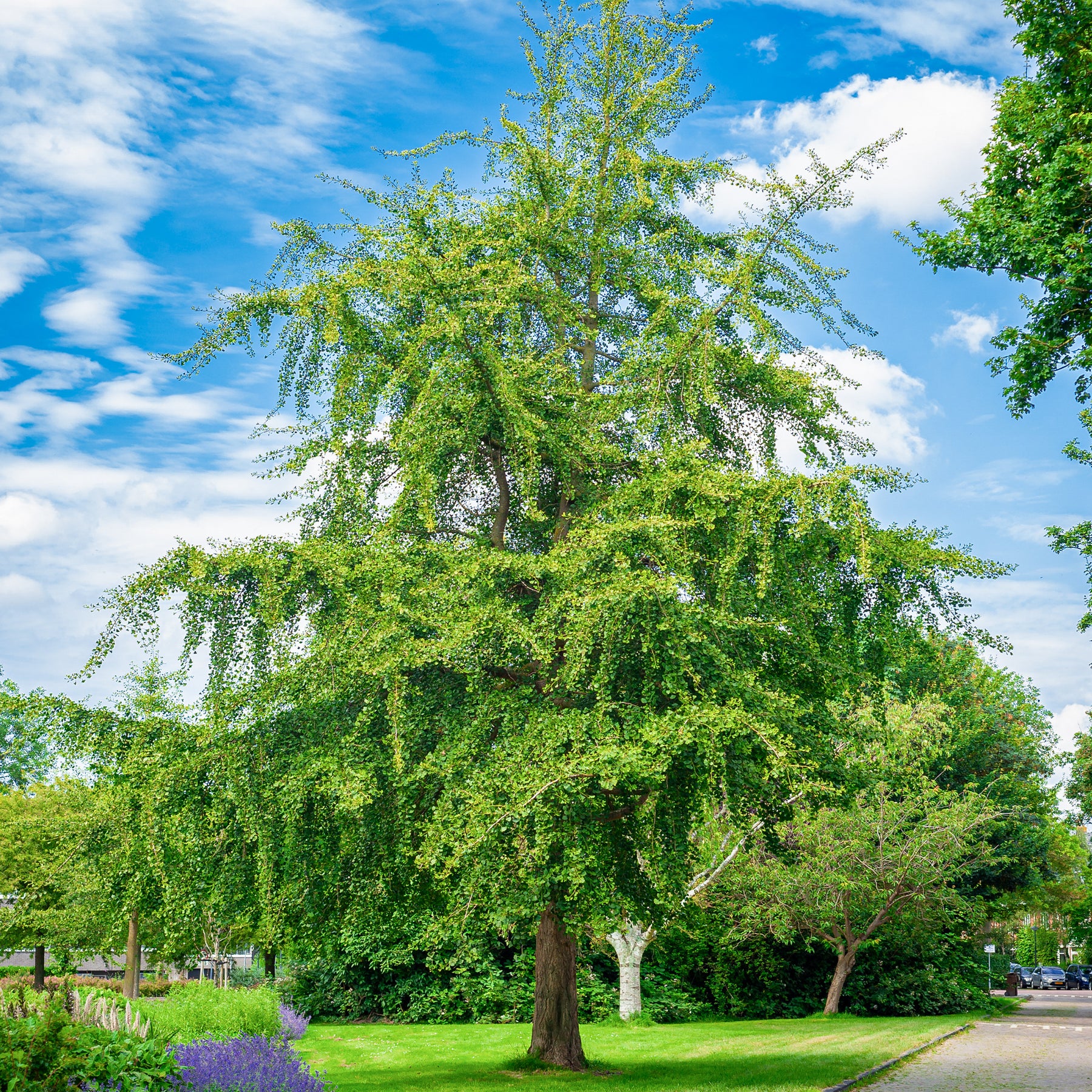 Arbre aux 40 écus - Ginkgo biloba