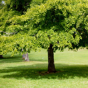 Arbre aux 40 écus - Ginkgo biloba