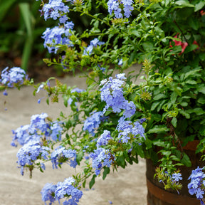 Plumbago - Plumbago auriculata - Plantes