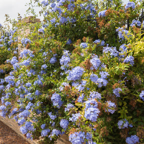 Plumbago - Plumbago auriculata - Plantes