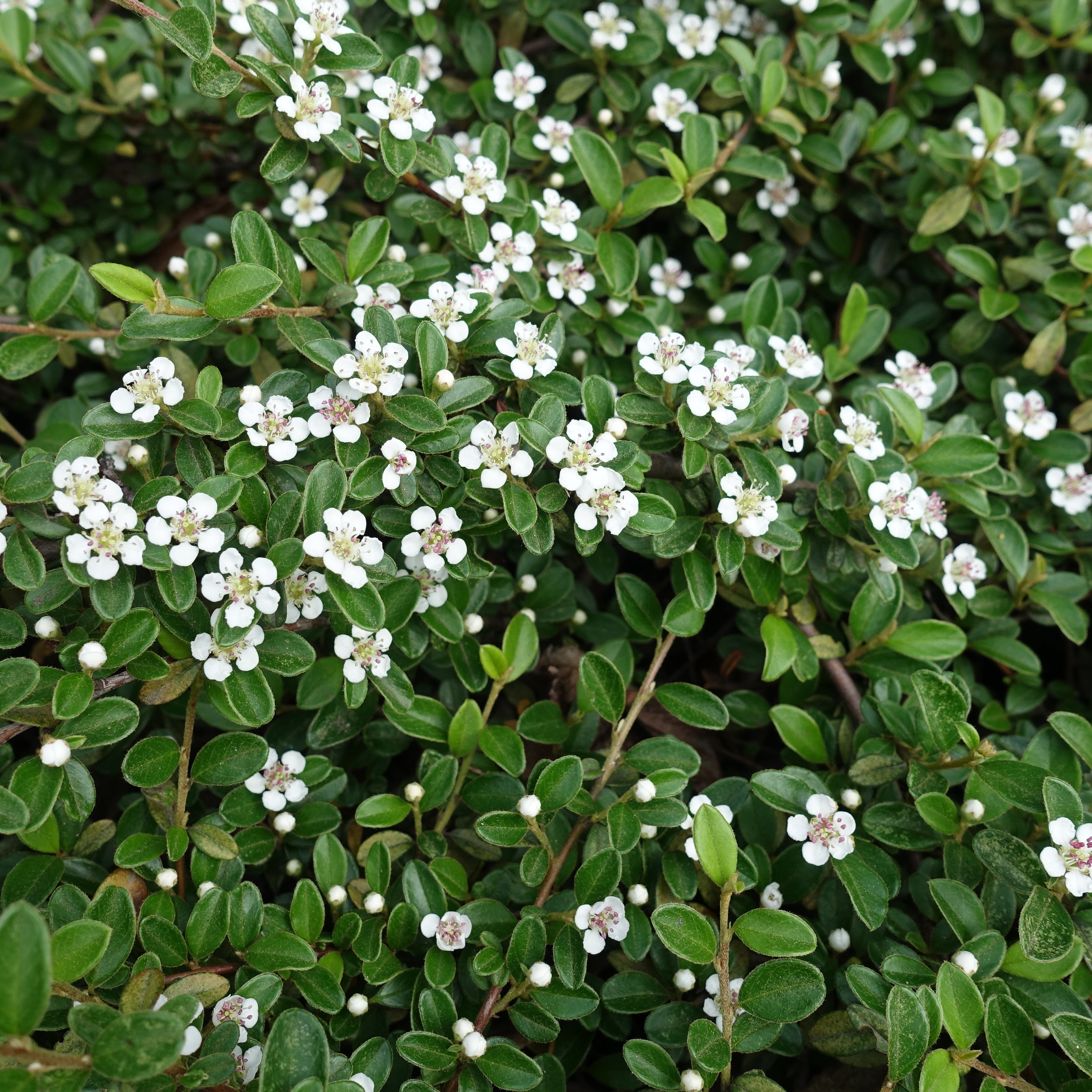 Cotoneaster rampant