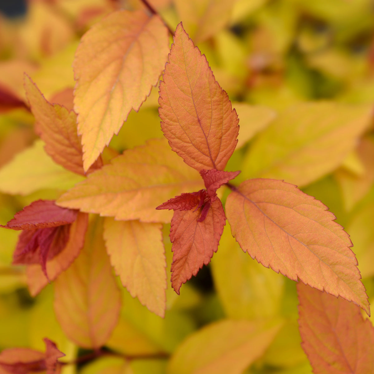 Spirée du Japon Firelight - Spiraea japonica Firelight - Willemse