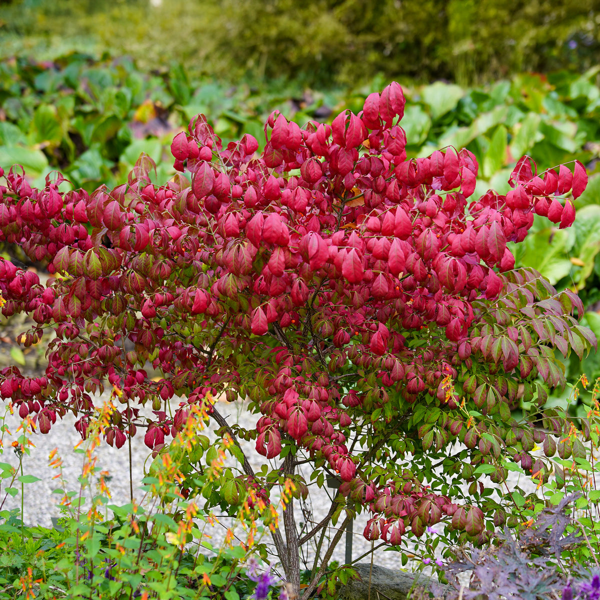 Fusain ailé Compactus - Euonymus alatus compactus - Arbustes