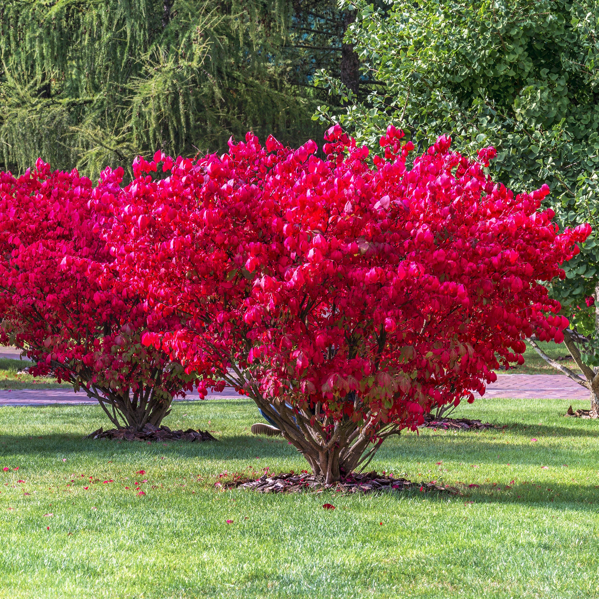 Fusain ailé Compactus - Euonymus alatus compactus - Arbustes