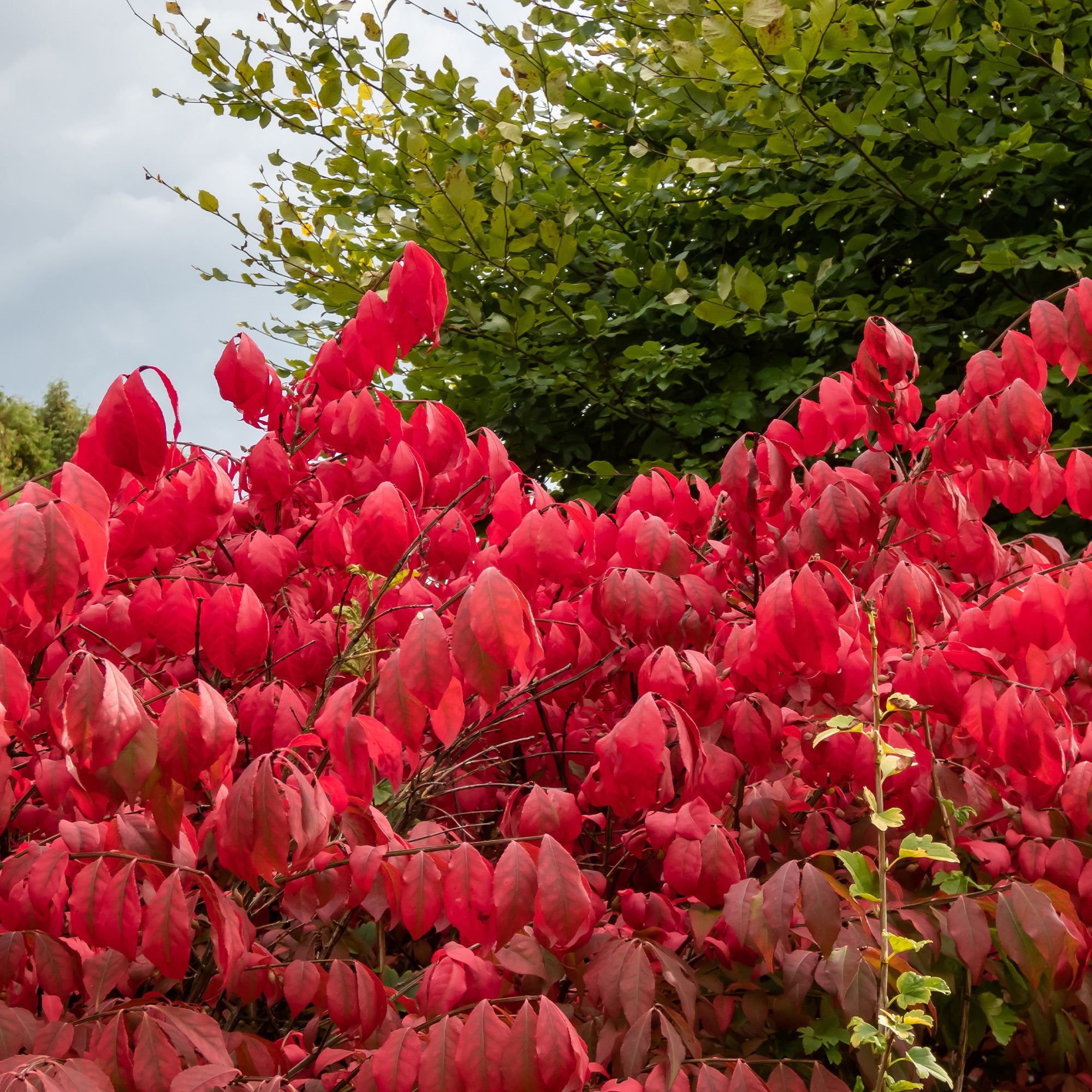 Fusain ailé Compactus - Euonymus alatus compactus - Arbustes