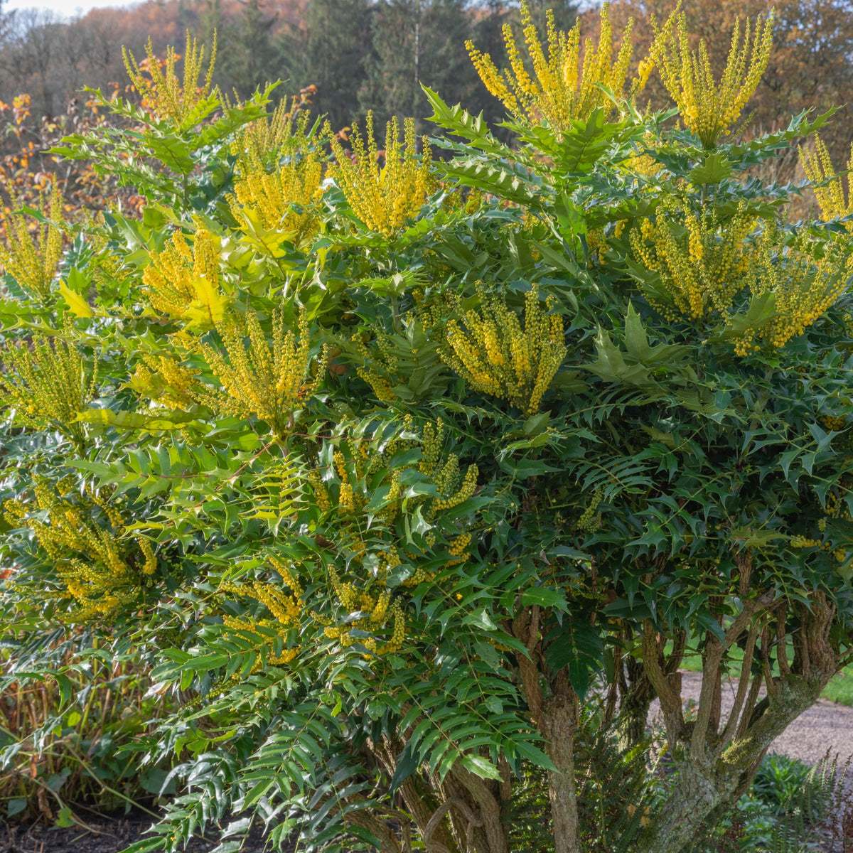 Mahonia media Winter Sun - Willemse