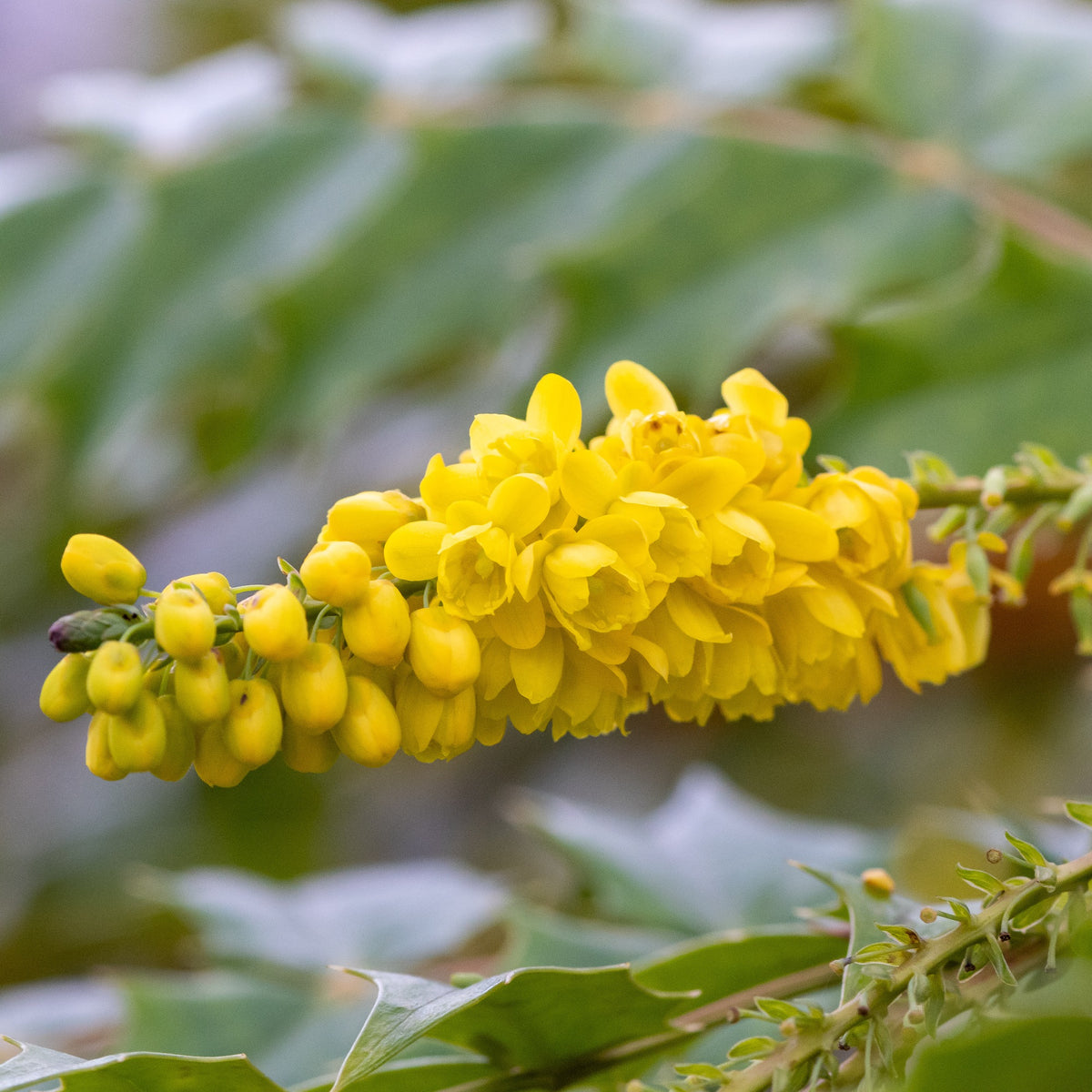 Mahonia media Winter Sun - Mahonia media 'winter sun' - Willemse