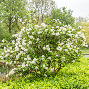 Viorne de Carle - Viburnum carlesii - Plantes