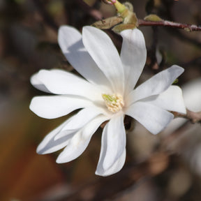 Magnolia stellata Royal Star