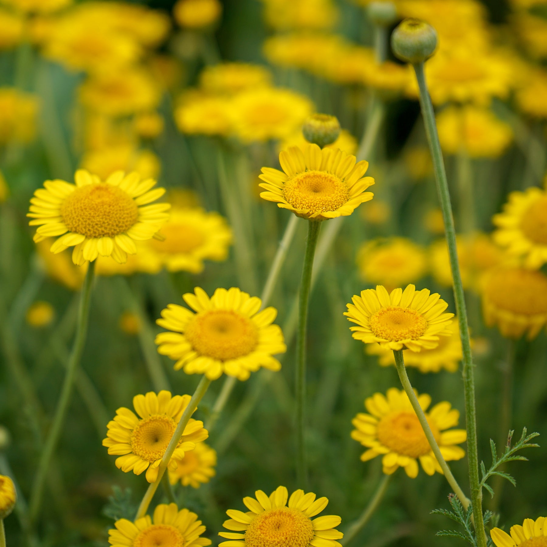 Anthemis tinctoria Kelwayi